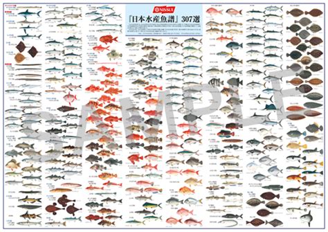 日本魚種類|WEB魚図鑑